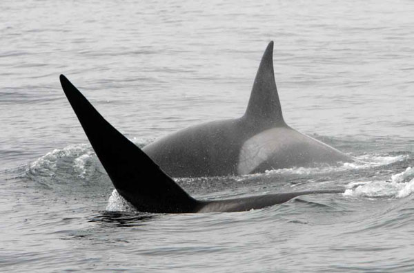 Adult male killer whale swims and mates with female