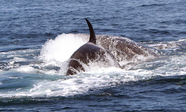 An adult female killer whale rams a gray whale calf during the hunt