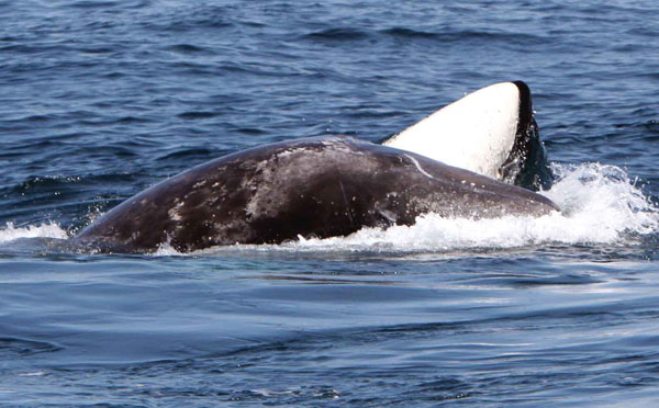 Female killer whale bumps the gray whale calf from underneath during the hunt.