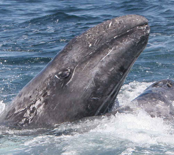 Gray whale calf stays close to its mother while under attack by killer whales