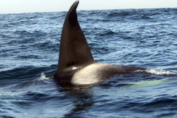 Example of killer whale identification by marks on their dorsal fin and saddle patch