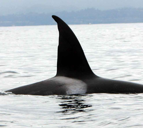 Another example of killer whale identification by marks on the dorsal fin and saddle patch