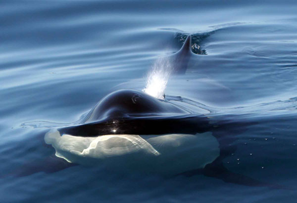 Killer whale surfaces in calm water.