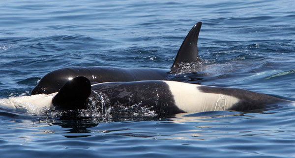 Young killer whales play after feeding