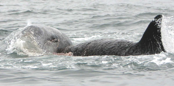 Adult female killer whale rams gray whale calf