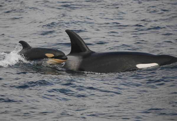 Very young killer whale calf (still tinted orange) swims next to mom