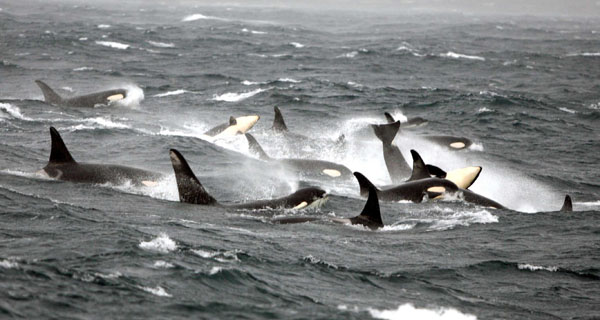 Southern Resident killer whales pass through Monterey Bay during winter.