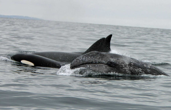 Female killer whales work together while hunting gray whale calf