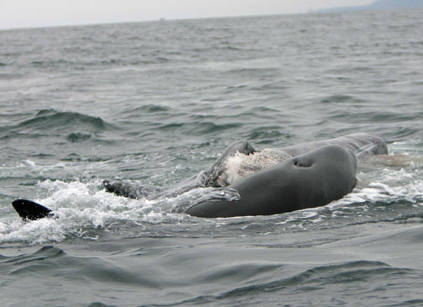 Female killer whale pursues gray whale calf by trying to push it under