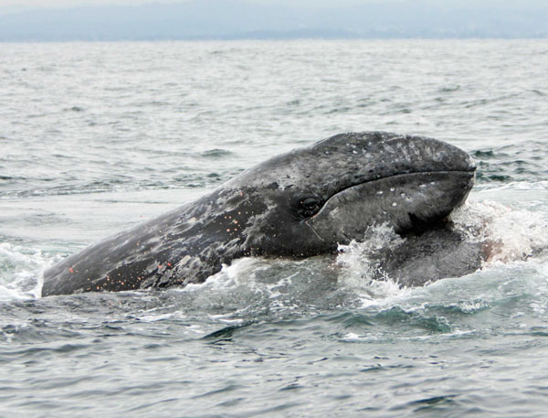 Gray whale calf lies on top of mother while under attack by killer whales