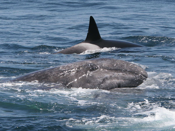 Gray whale calf seeks protection from its mother while under attack by killer whales