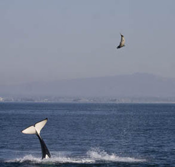 Killer whale tosses elephant seal into the air