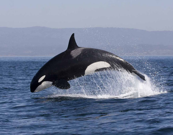 Young killer whale leaps out of water