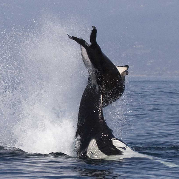 Female killer whale tosses adult male sea lion out of water