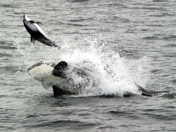 Adult female killer whale tosses Pacific white-sided dolphin out of water