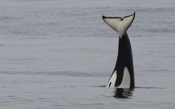 Young killer whale does a headstand with flukes high out of water