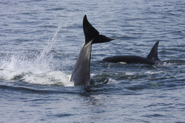 Social play among killer whales