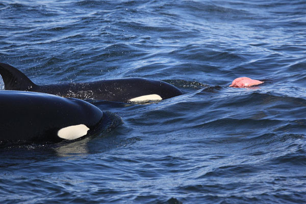 Killer whale and her calf look at lungs that were cut out from their seal prey