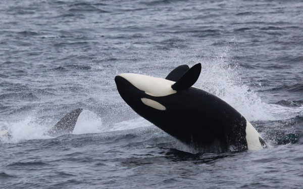 Young killer whale does a back breach