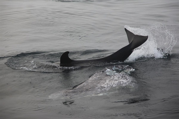 Killer whale calf learns how to feed on piece of gray whale blubber