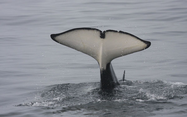 Fluke of female killer whale