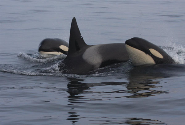 Adult female killer whale, identified by distinct markings in her dorsal fin, surfaces with her juvenile