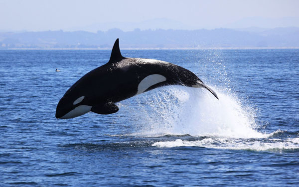 Young killer whale leaps out of Monterey Bay