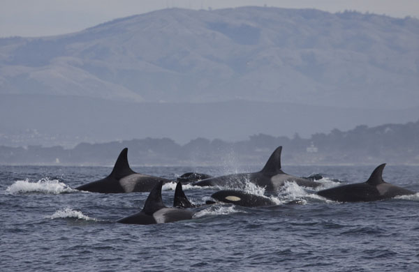 Pod of killer whales pursuing dolphins