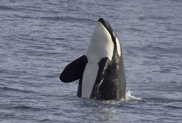 Killer whale spy-hopping after successful hunt