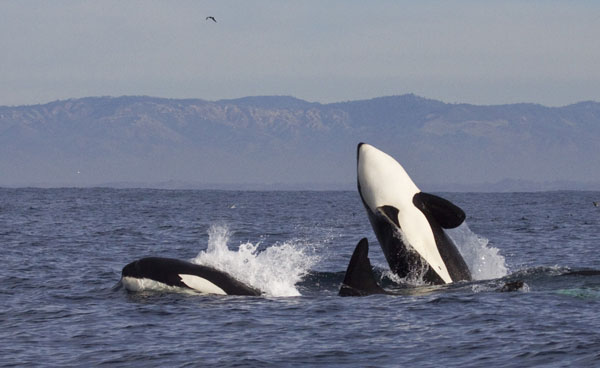 Killer whale breaching after successful hunt