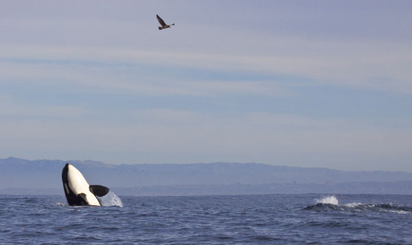 Killer whale breaching
