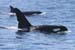 Click for Killer Whale Photo Gallery