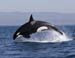 Killer Whale Photo Gallery