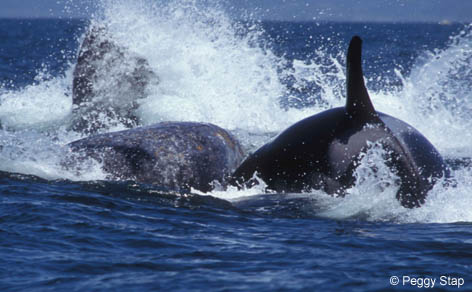 Monterey Bay Whale Watch -- Photo of Gray Whale calf on mother whale