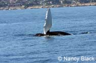 Humpback Whale fin slapping, photo by Nancy Black