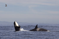 Breaching Killer Whale, photo by  Daniel Bianchetta