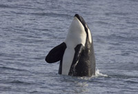 Killer Whale spy-hopping photo by Daniel Bianchetta