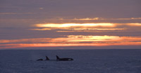 Killer Whales in sunset, photo by Daniel Bianchetta