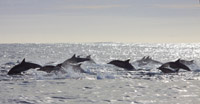 Long-beaked Common Dolphins, photo by Daniel Bianchetta