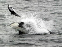 Killer Whale tossing dolphin into the air, photo by Lori Mazzuca