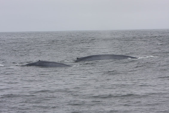 Two blue whales in Monterey Bay