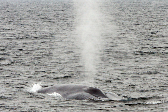 Blue Whale blow (36K)
