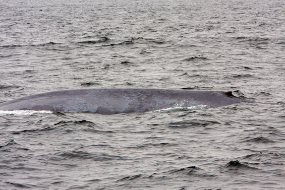 Blue Whale identification photo (36K)