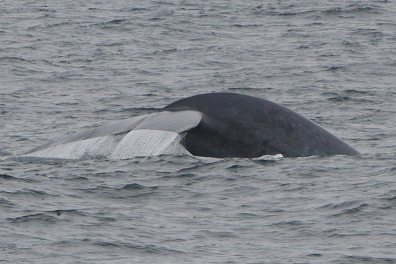 Blue Whale flukes (36K)
