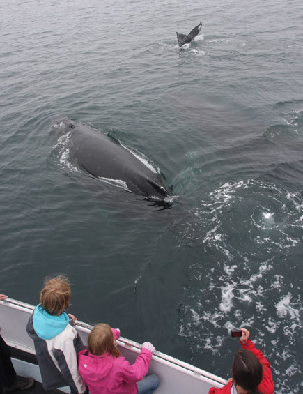 'friendly' Humpback Whale next to boat