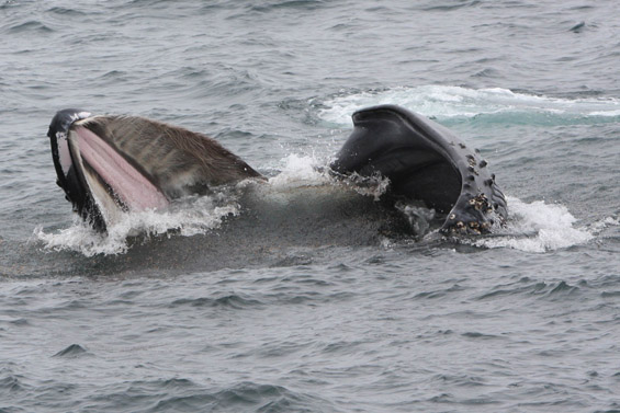 Humpback Whale lunge-feeding (36K)