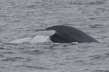 Blue whale flukes