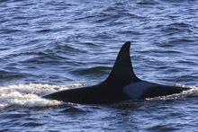 Killer Whale L5 in Monterey Bay