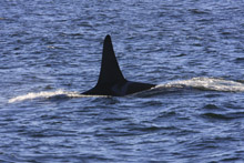 Killer Whale L79 in Monterey Bay