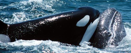 Monterey Bay Whale Watch -- Killer whale attacking gray whale calf